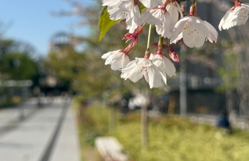 青空の元、桜の花の咲きに広島原爆ドームが佇む